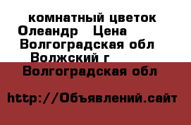 комнатный цветок Олеандр › Цена ­ 800 - Волгоградская обл., Волжский г.  »    . Волгоградская обл.